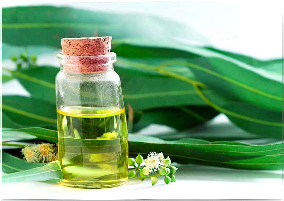 Eucalyptus leaves and essential oil