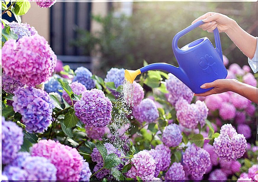 Watering flowers