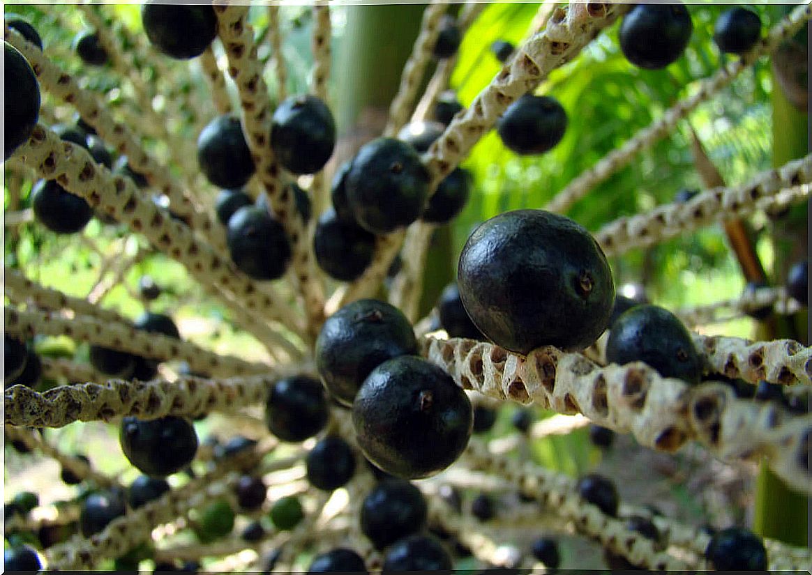 Acai berries: benefits and contraindications