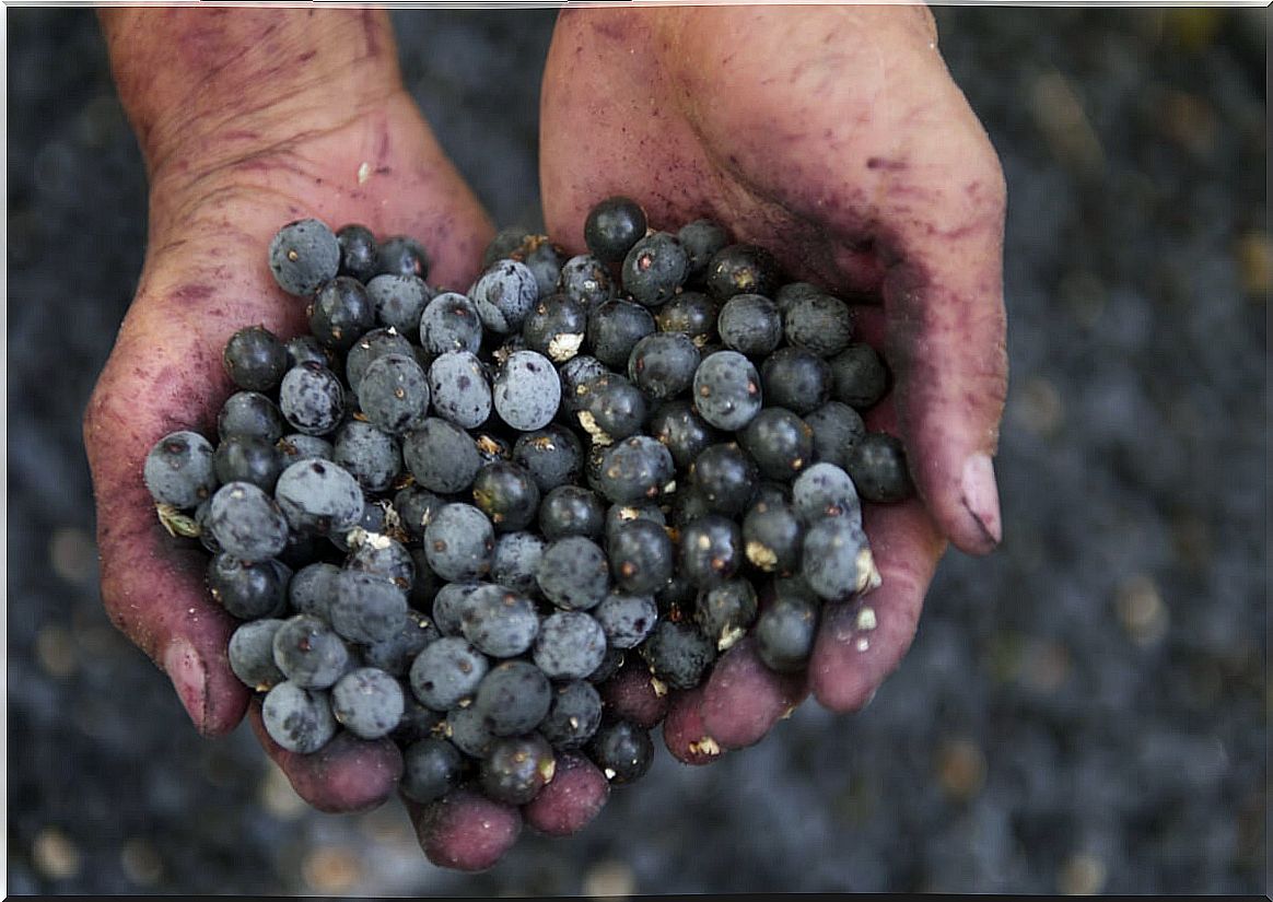 Acai berry cultivation in Brazil.