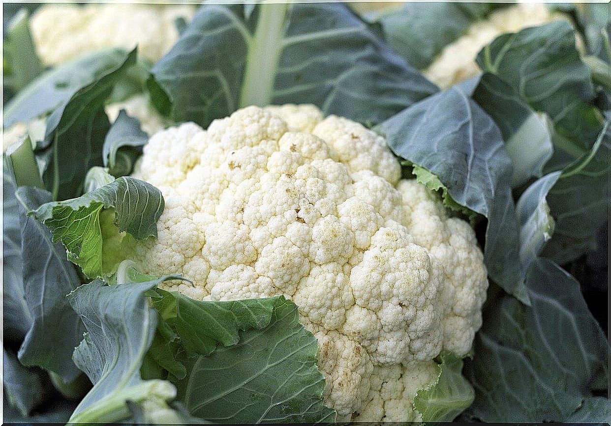 White cauliflower