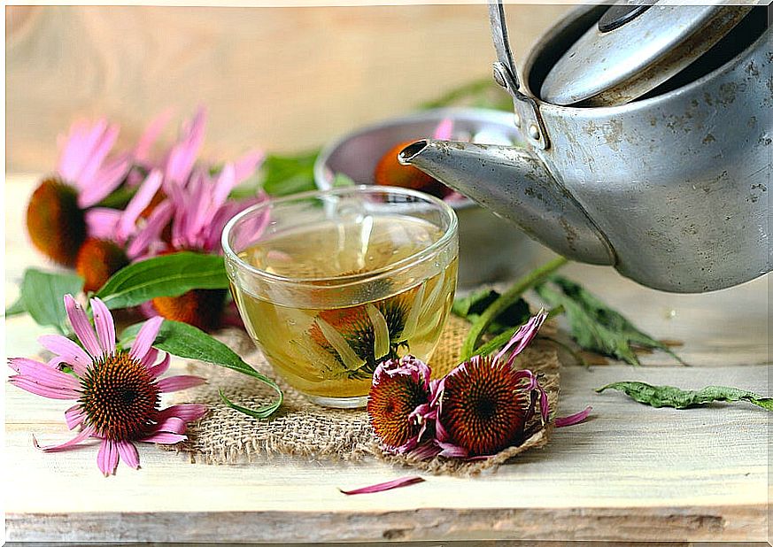 Echinacea infusion.