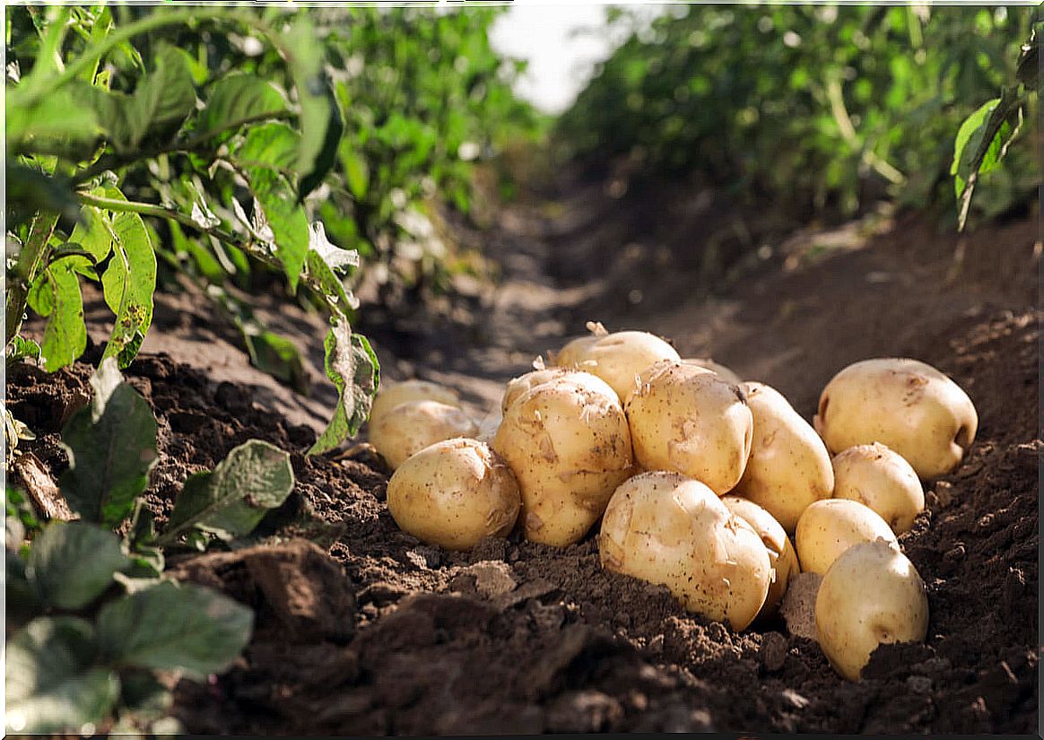 Grow potatoes in the dirt.