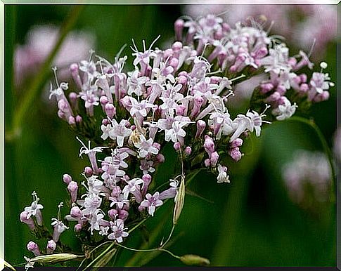 valerian flower