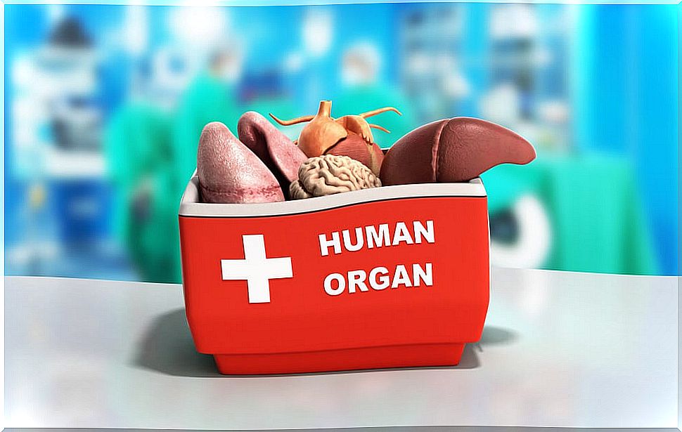 Organs and tissues that are usually transplanted