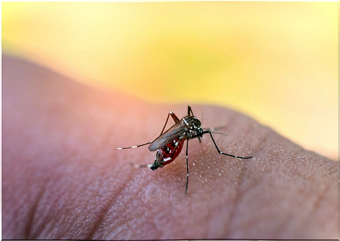 Malaria mosquito or malaria.