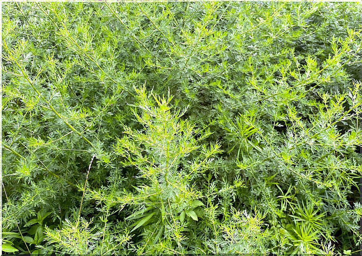 Field planted with sweet mugwort.