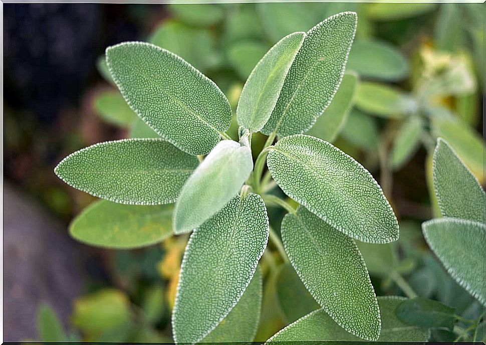 The incredible health benefits of sage