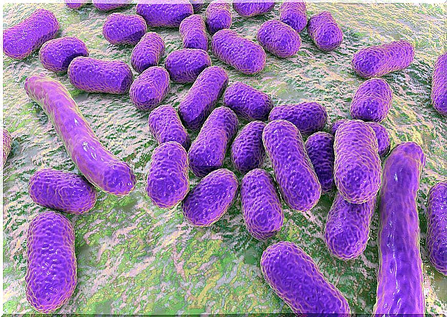 What are the main summer pathogens?