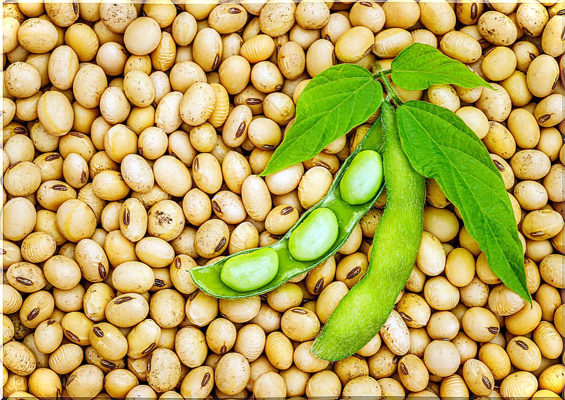 Soy rich in phytoestrogens